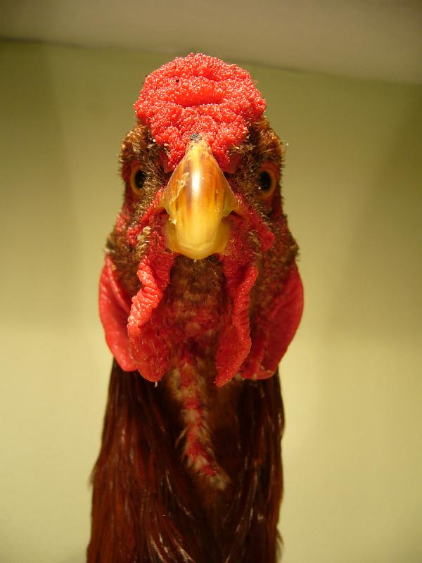 Muenster 2008 698.jpg - Maleien gold-weizenfrabig von ZG.Gösken Preis sg95 E